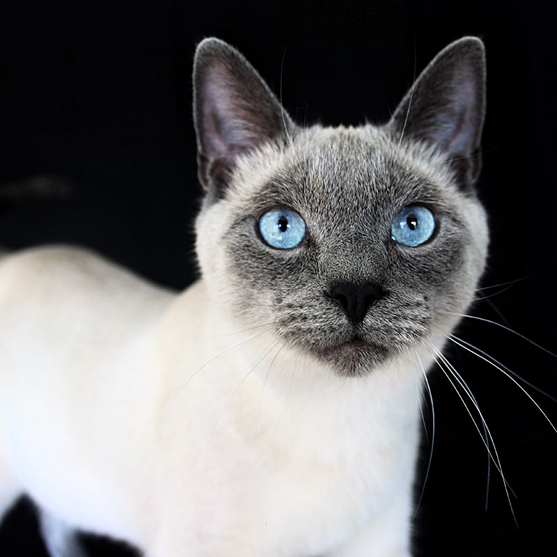 cat-pet-surgery-under-services