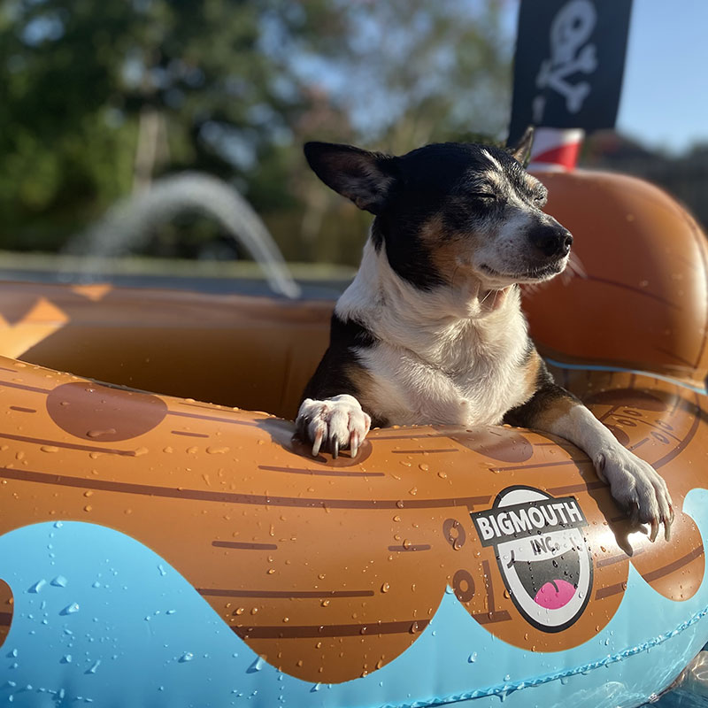 dog-pet-wellness-and-services